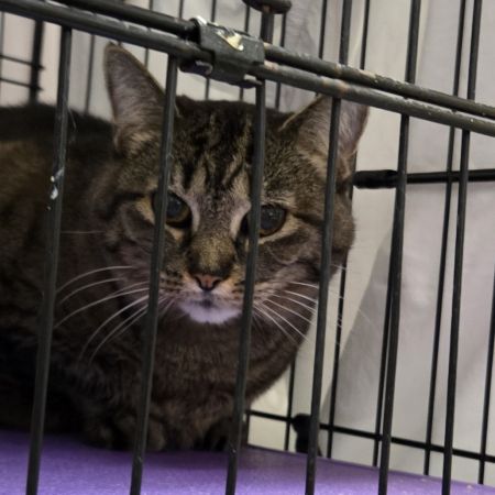 Punkin, Senior Female Domestic Short Hair