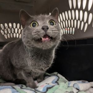 Catya, Senior Female unknown