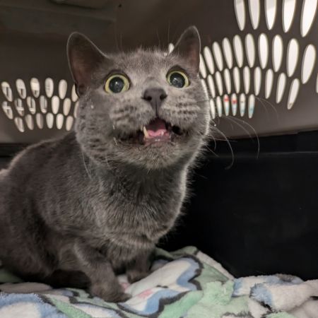 Catya, Senior Female Russian Blue