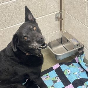 Susie, Senior Female unknown