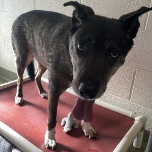 Sadie, Senior Female unknown