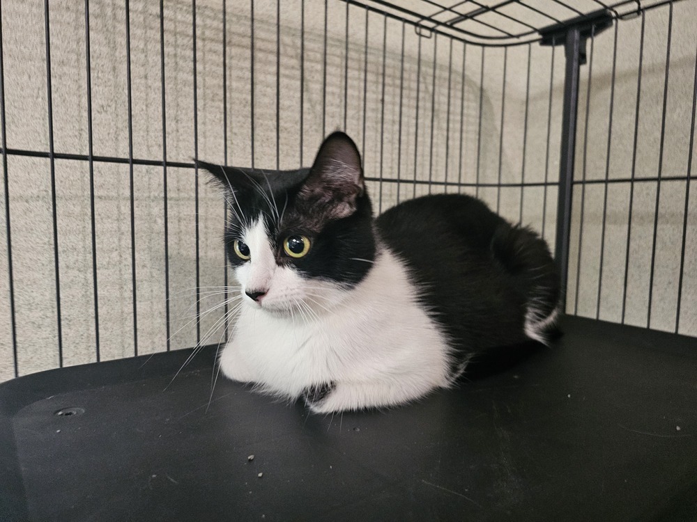 Oreo, an adoptable Domestic Short Hair in Houghton, MI, 49931 | Photo Image 1