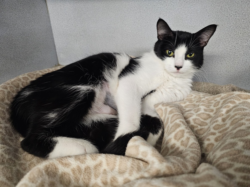 Oreo, an adoptable Domestic Short Hair in Houghton, MI, 49931 | Photo Image 2