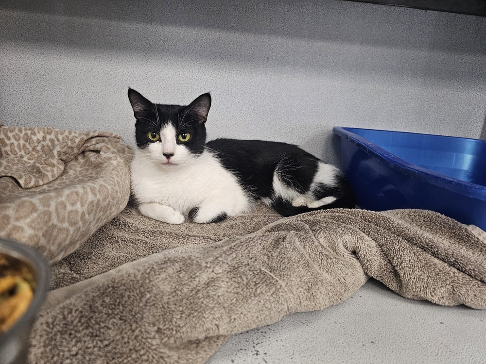 Oreo, an adoptable Domestic Short Hair in Houghton, MI, 49931 | Photo Image 3