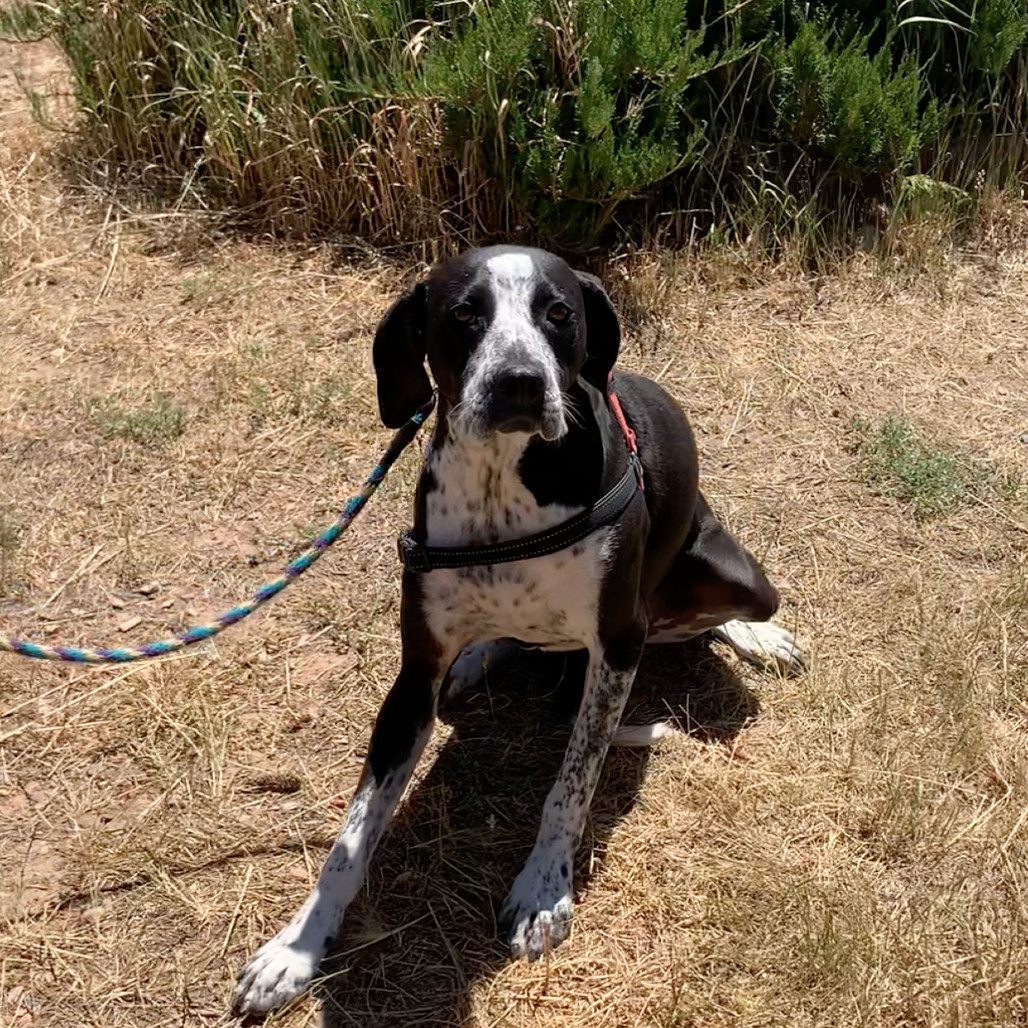 Louise NKA Atlas, an adoptable Coonhound in Pagosa Springs, CO, 81147 | Photo Image 1