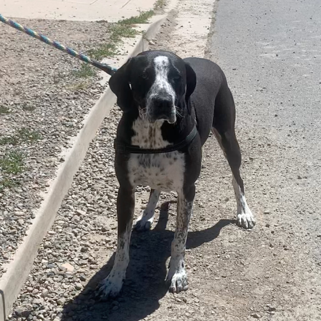 Louise NKA Atlas, an adoptable Coonhound in Pagosa Springs, CO, 81147 | Photo Image 2