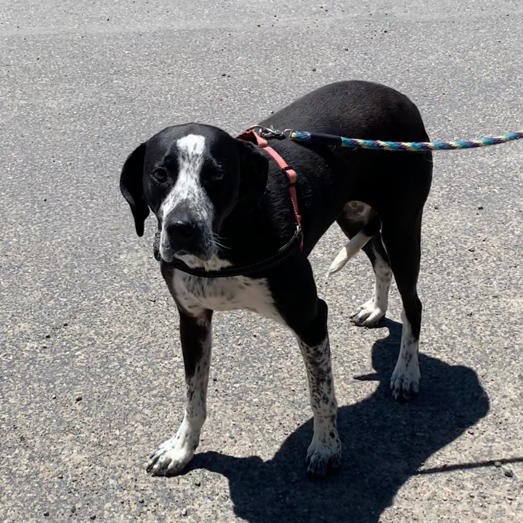 Louise NKA Atlas, an adoptable Coonhound in Pagosa Springs, CO, 81147 | Photo Image 3