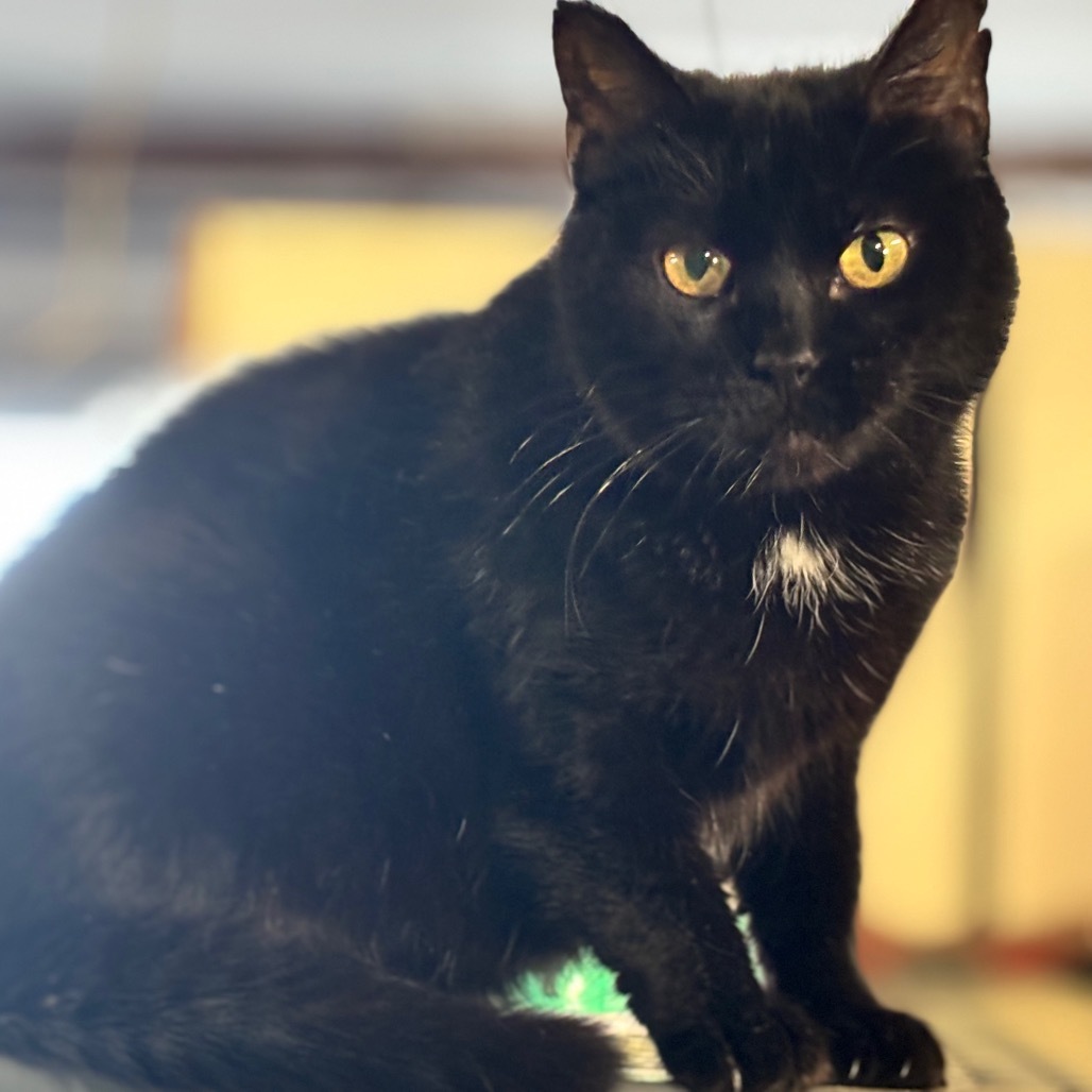 Mars, an adoptable Domestic Short Hair in Nampa, ID, 83686 | Photo Image 1