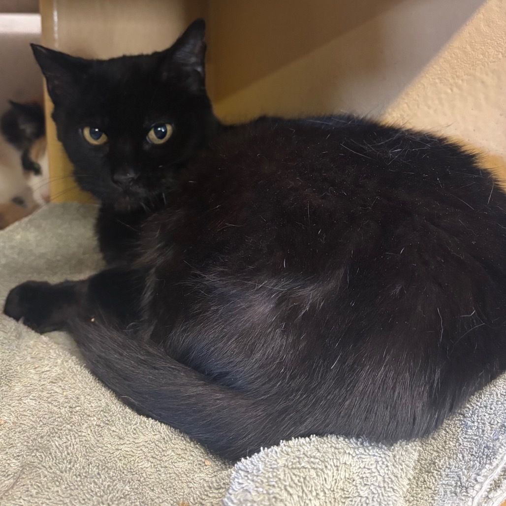 Mars, an adoptable Domestic Short Hair in Nampa, ID, 83686 | Photo Image 2