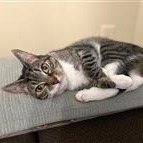 Honeybee, Senior Female unknown