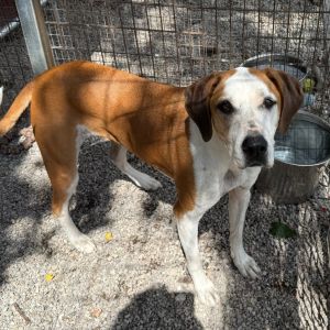 Lexus &#34;Lexie&#34;, Senior Female unknown