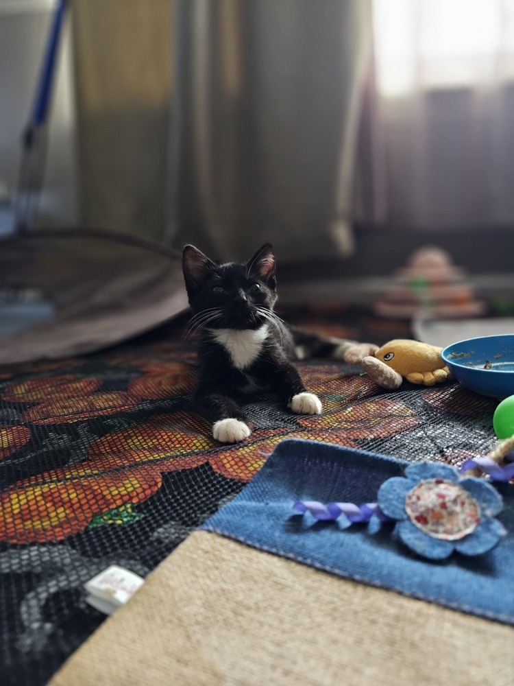 Tino