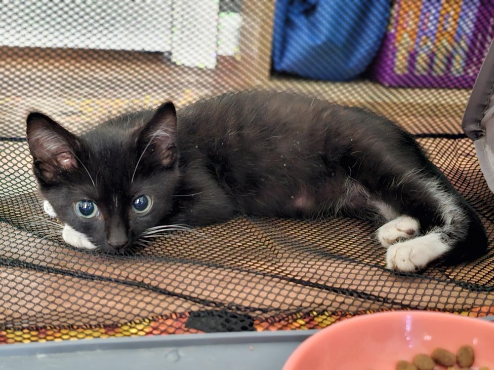 Tino