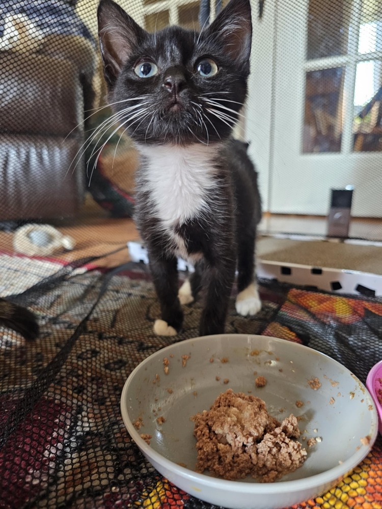Tino