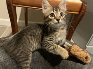 Sweet Pea, Baby Female unknown