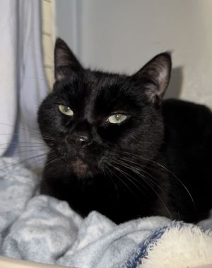 Maxwell, Senior Male unknown
