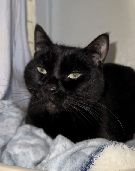 Maxwell, Senior Male Domestic Short Hair