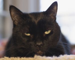 Ruby, Senior Female unknown