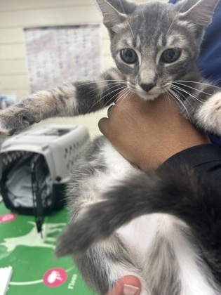 Felix