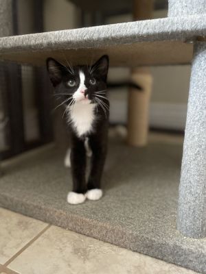 Charley, Adult Female unknown