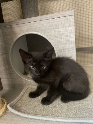 Echo, Adult Female unknown