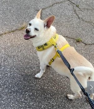 Mack Chihuahua Dog