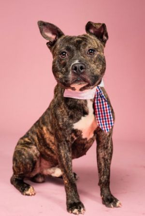 Everything Bagel American Staffordshire Terrier Dog