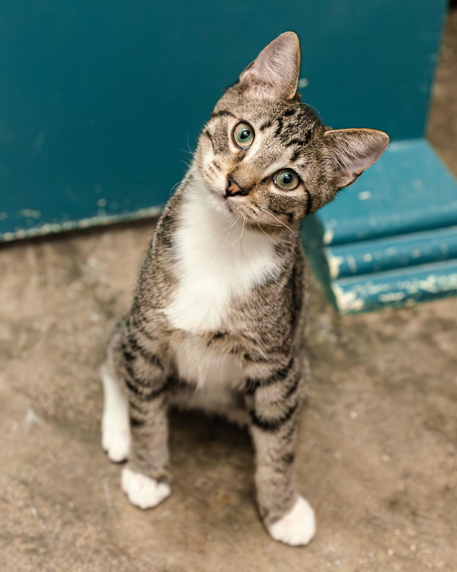Bryce, an adoptable Tabby, Siamese in Clinton, OK, 73601 | Photo Image 1