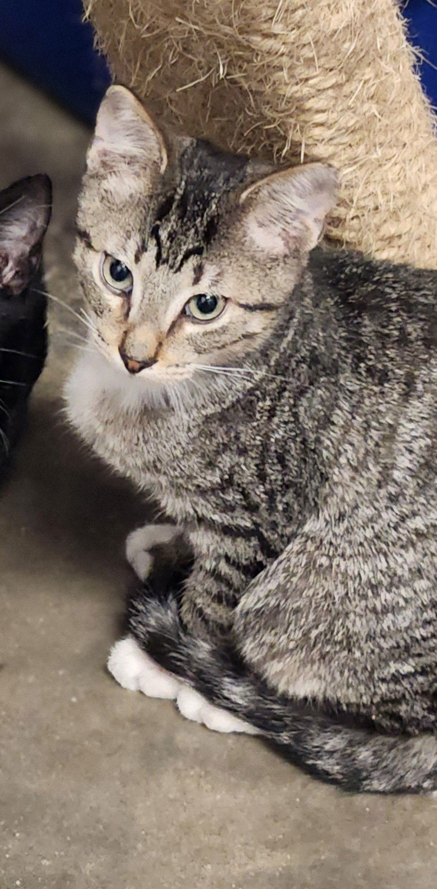 Bryce, an adoptable Tabby, Siamese in Clinton, OK, 73601 | Photo Image 2