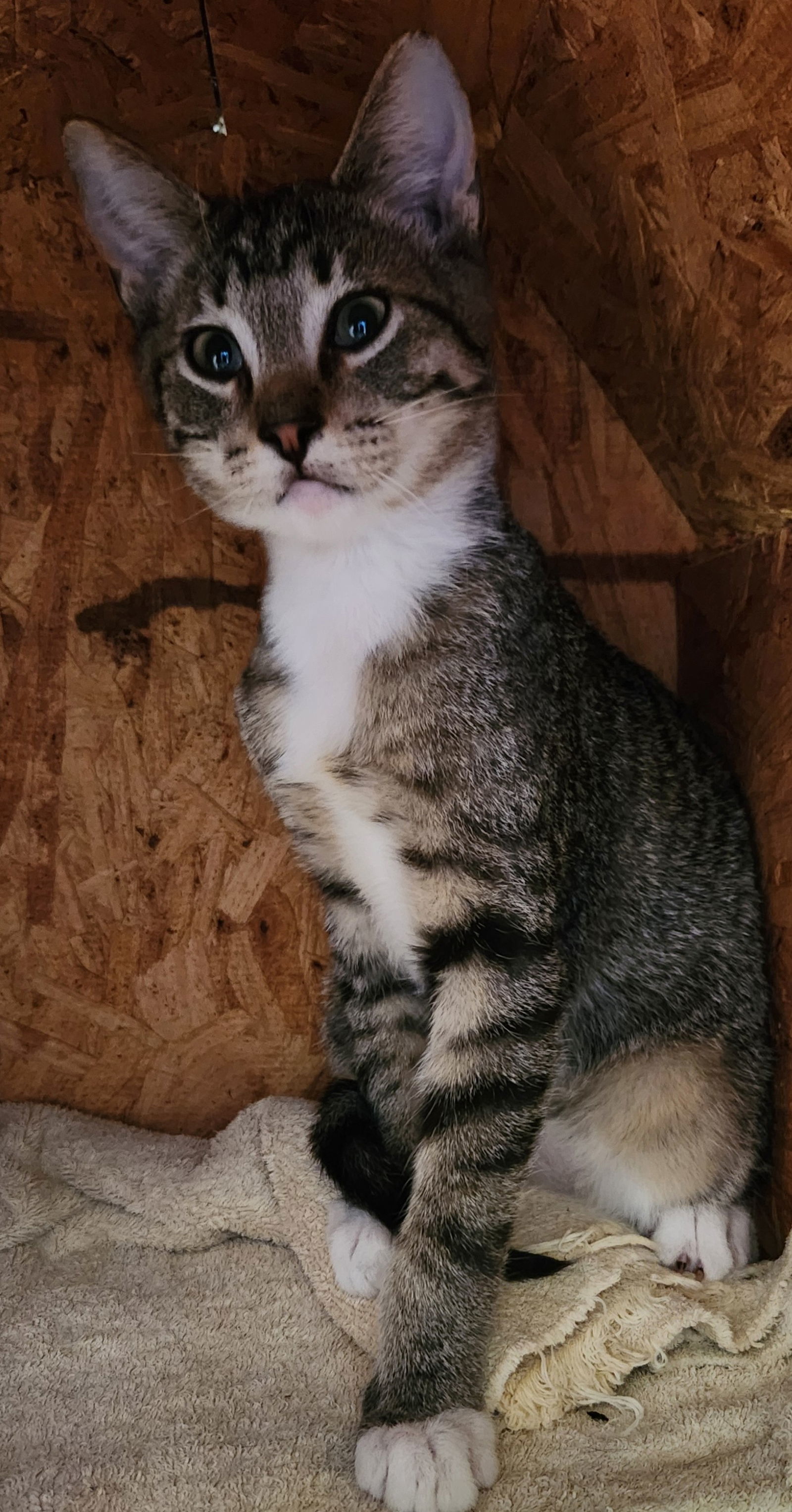 Bryce, an adoptable Tabby, Siamese in Clinton, OK, 73601 | Photo Image 3