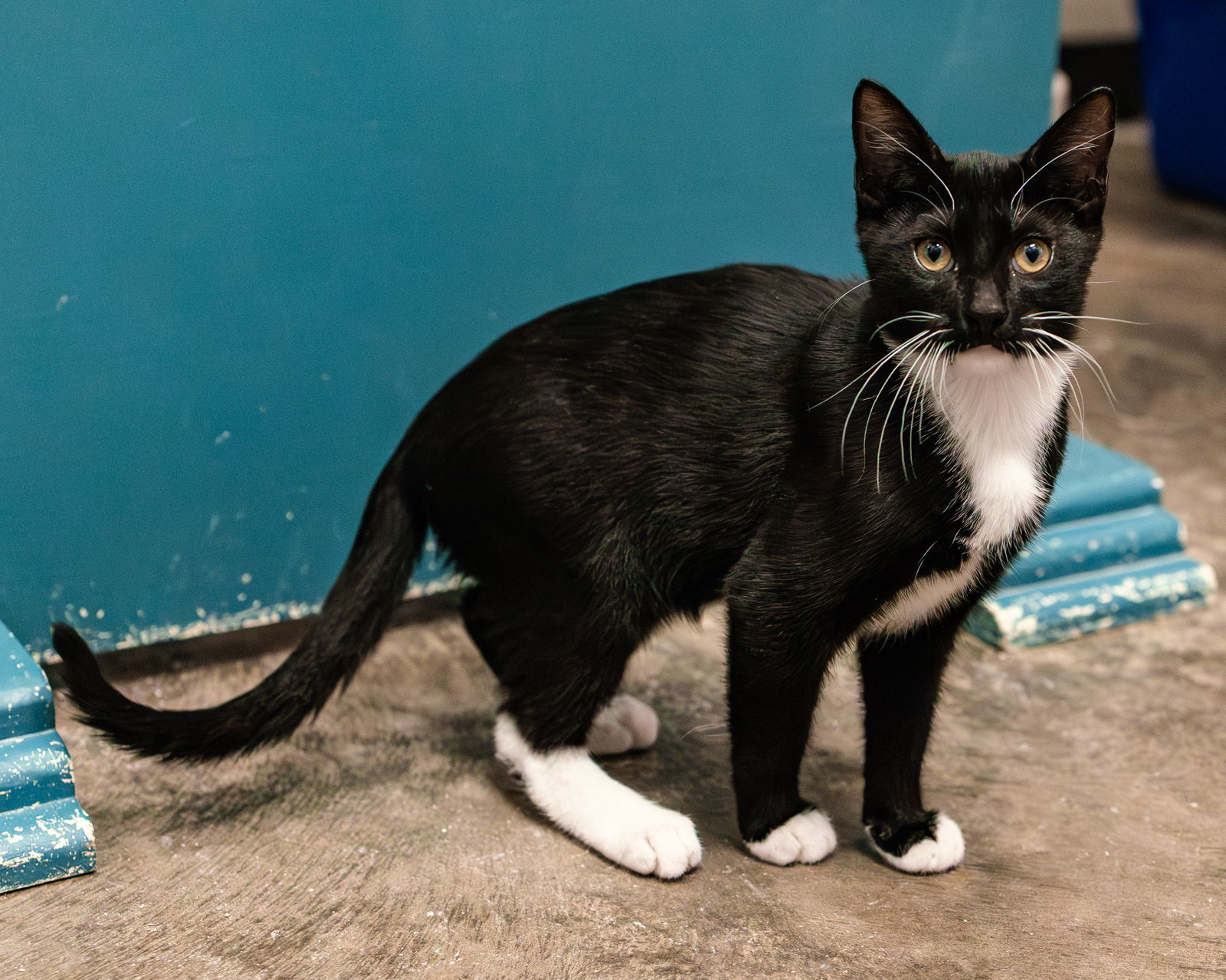 Rainier, an adoptable American Shorthair, Siamese in Clinton, OK, 73601 | Photo Image 1