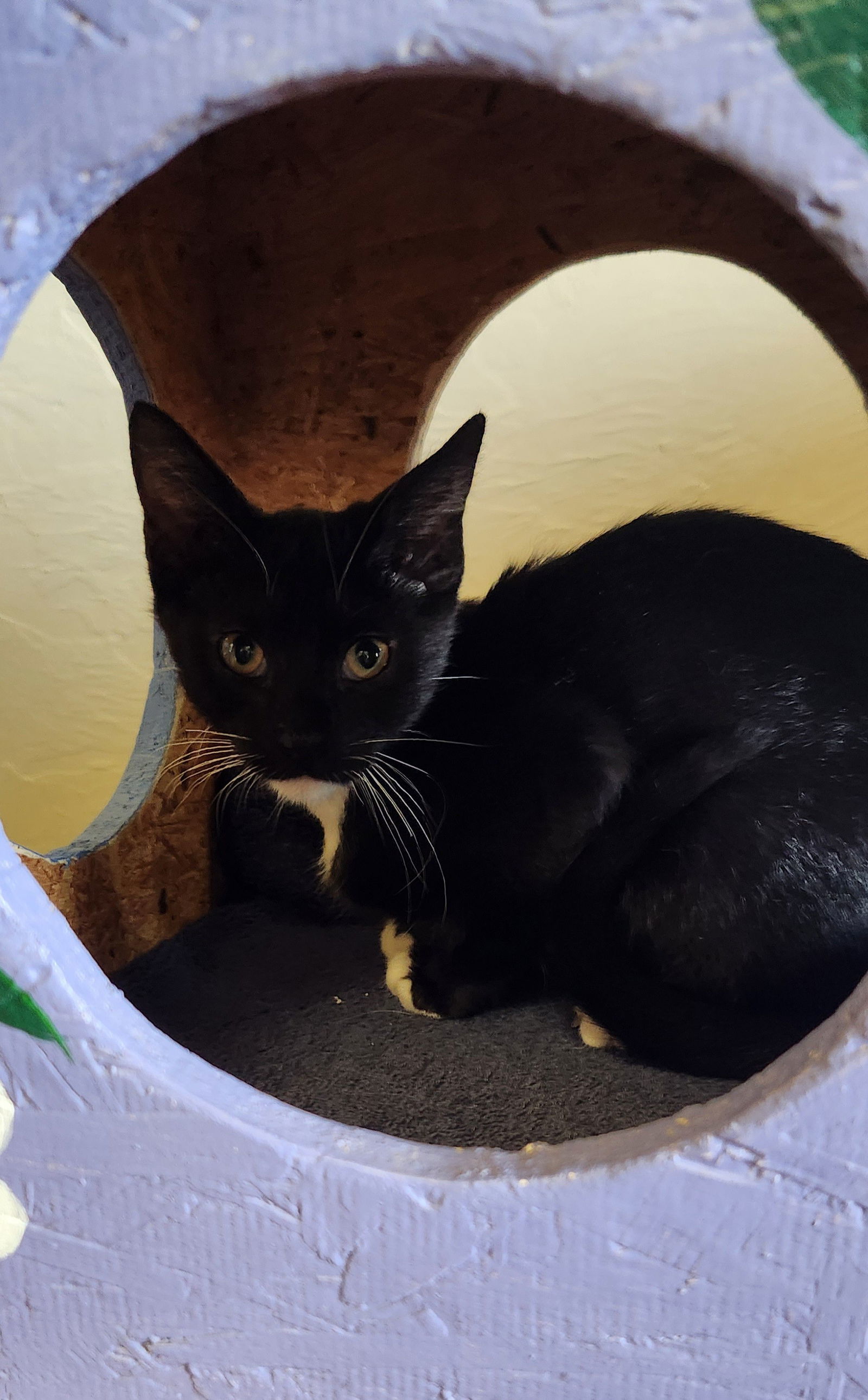 Rainier, an adoptable American Shorthair, Siamese in Clinton, OK, 73601 | Photo Image 2