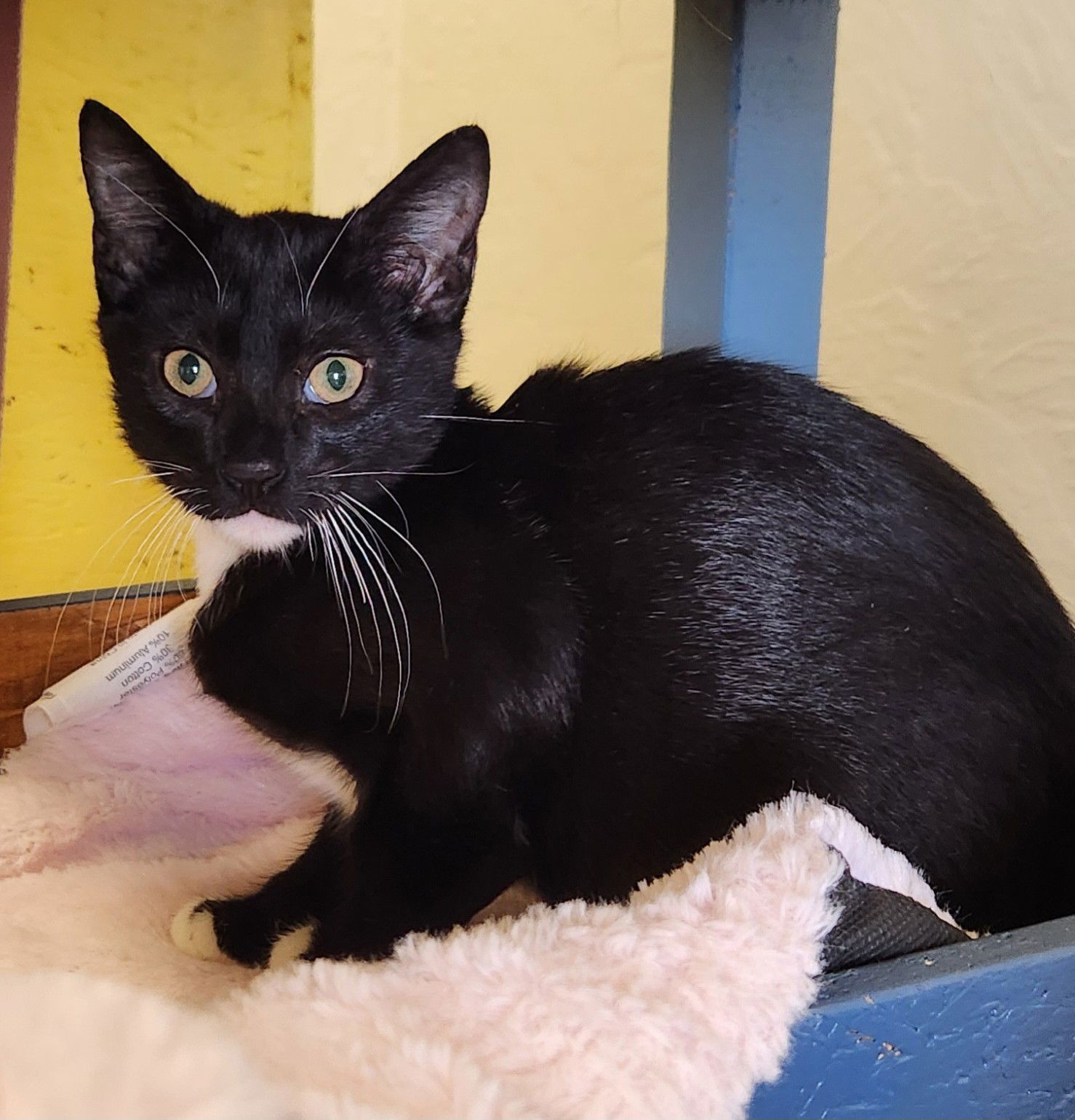 Rainier, an adoptable American Shorthair, Siamese in Clinton, OK, 73601 | Photo Image 3
