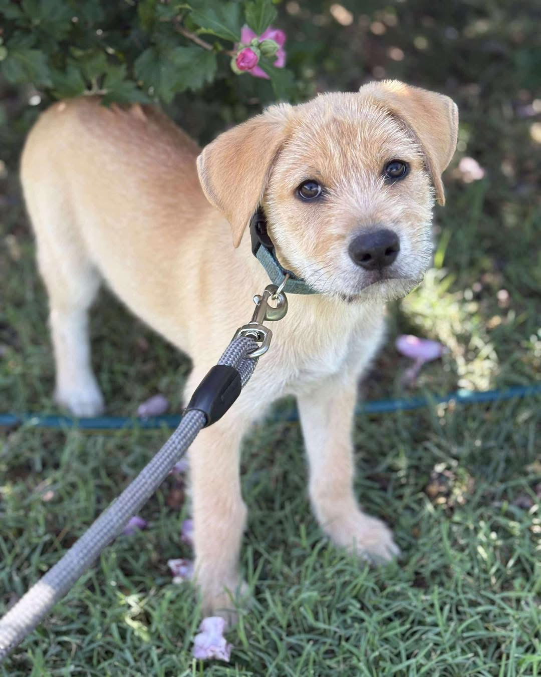 Spree: not at the shelter (Stacey)