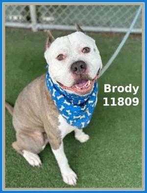 Brody (808) Pit Bull Terrier Dog