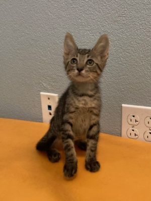 Leafeon Domestic Medium Hair Cat