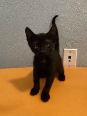 Umberon Domestic Medium Hair Cat
