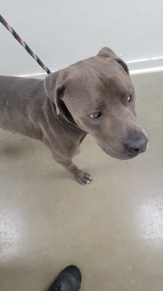 Batman Pit Bull Terrier Dog
