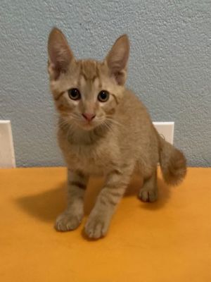 Jolteon Domestic Medium Hair Cat
