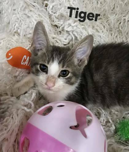 Tiger, Baby Male Domestic Medium Hair