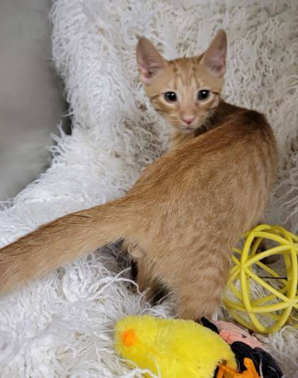 Mario, Baby Male Domestic Short Hair