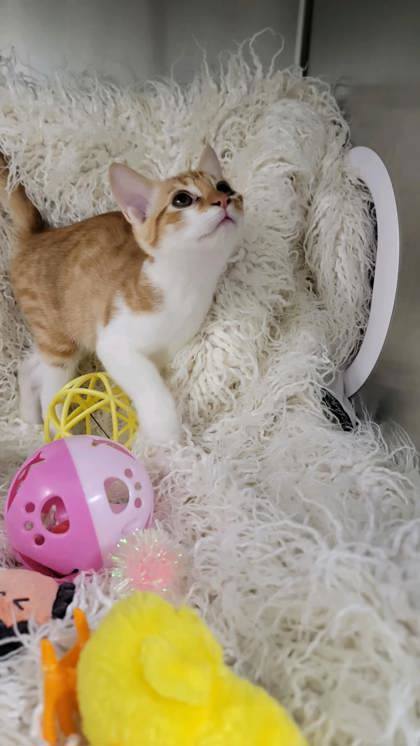 Wario, Baby Male Domestic Short Hair