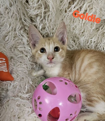 Goldie, Baby Male Domestic Medium Hair