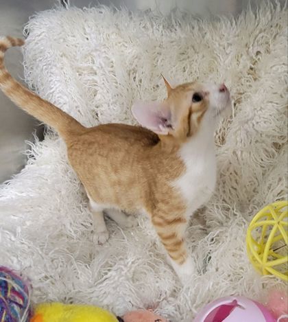 Yoshi, Baby Male Domestic Short Hair