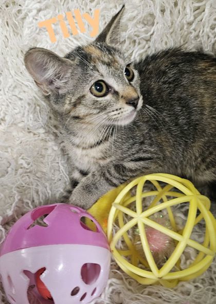 Tilly, Baby Female Domestic Short Hair