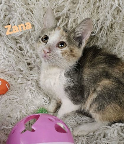 Zana, Baby Female Domestic Medium Hair