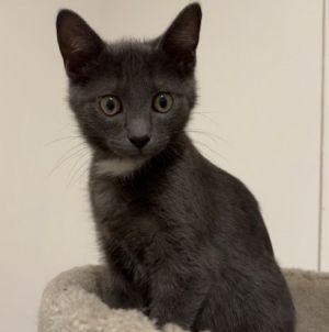Artemis, Baby Male unknown