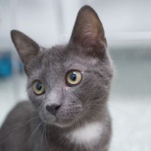 Artemis, Baby Male unknown