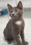 Artemis photo 2