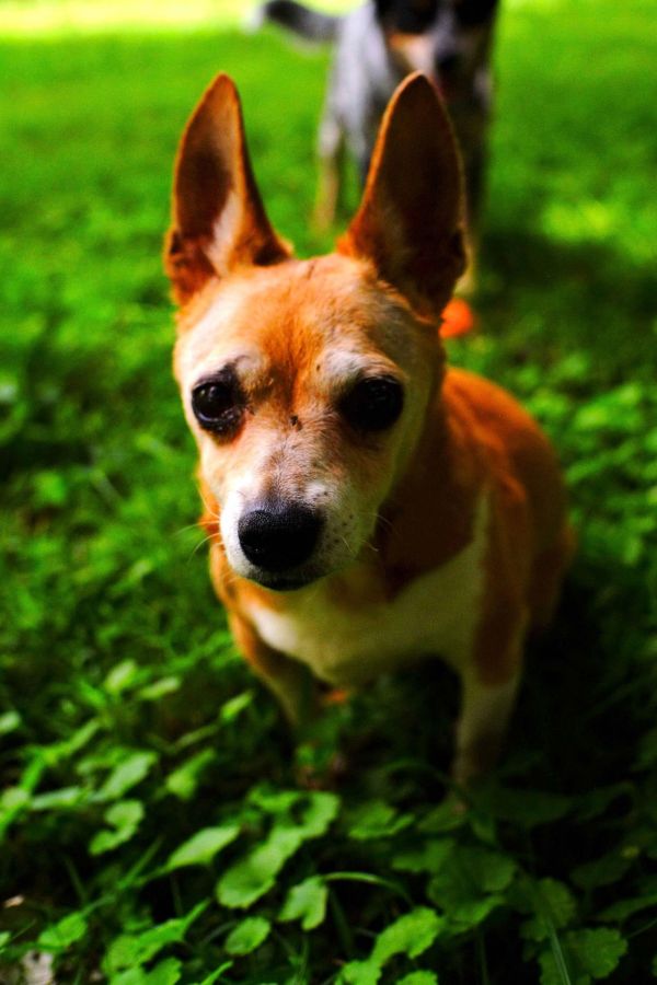 Daisey Mae thumbnail 3